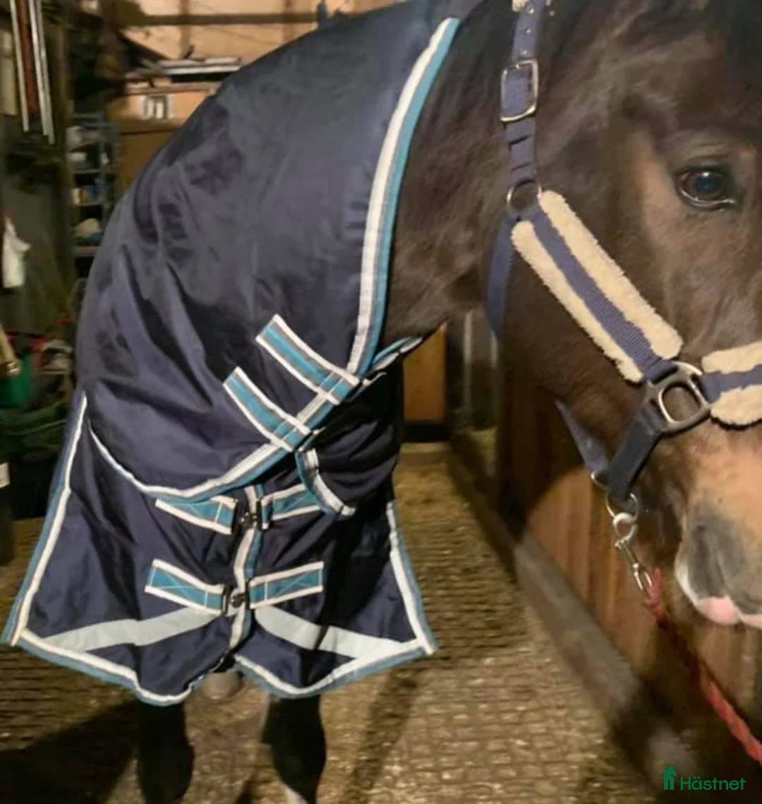 Täcken hästutrustning till salu: Vintertäcke med löstagbar hals i Stockholm - Annons 1