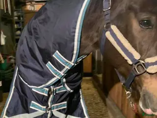 Täcken hästutrustning Vintertäcke med löstagbar hals i Stockholm - Annons 4