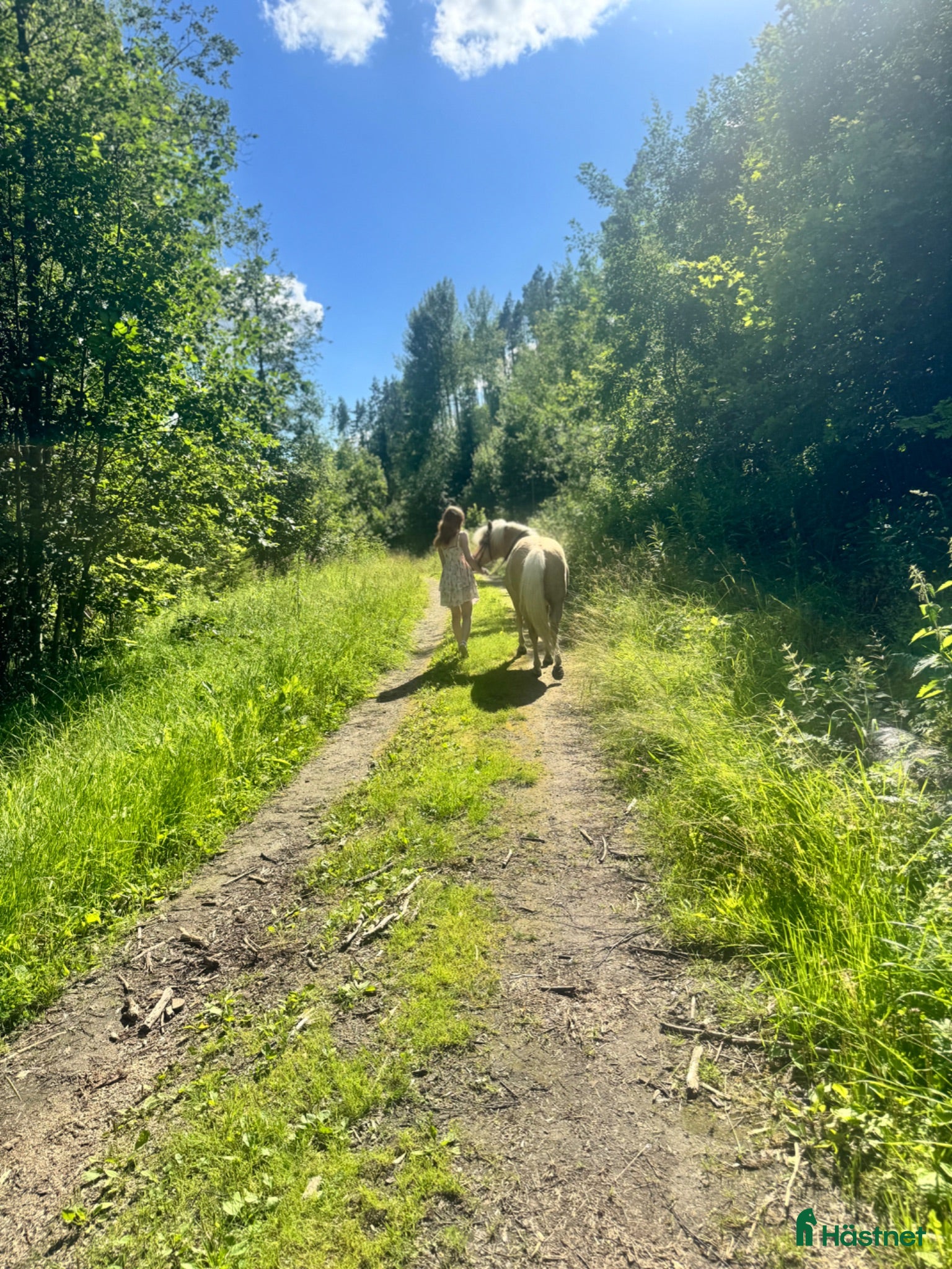  hästar Snäll storhäst sökes 🌸 - Annons 7