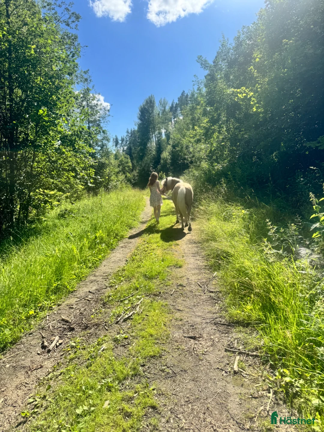 Allround hästar sökes: Snäll storhäst sökes 🌸 i Stöde - Annons 1
