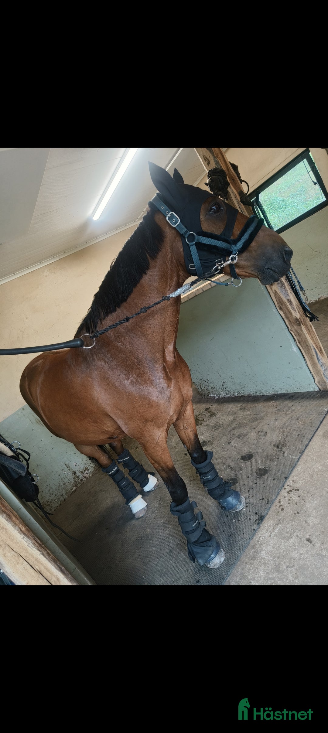 Allround hästar till salu: Underbar valack söker föralltid hem i Eneryda - Annons 8