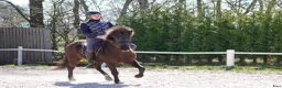 Island hästar till salu: Lilja – den perfekta familjehästen!  - Annons 5