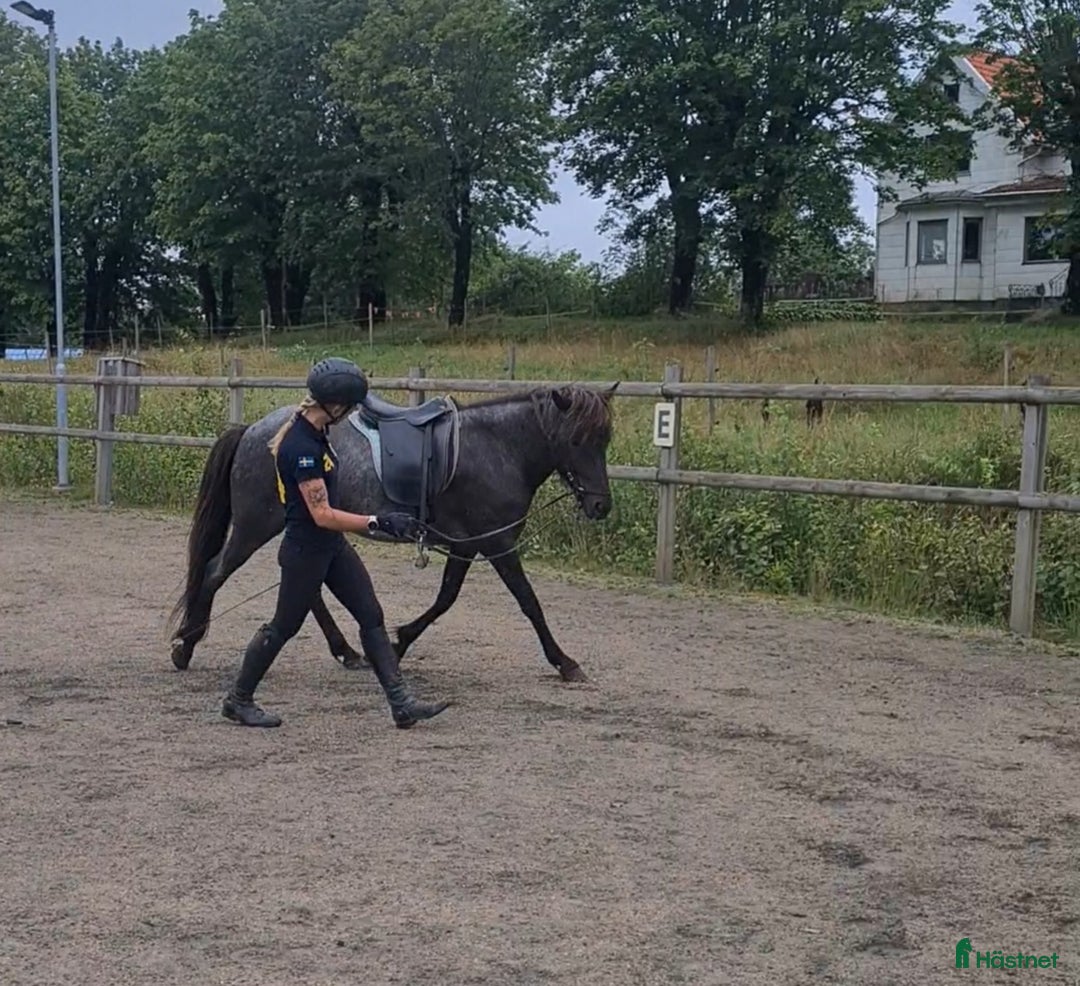 Island hästar till salu: Nytt hem sökes till snäll och go islandshäst i Bollebygd - Annons 6