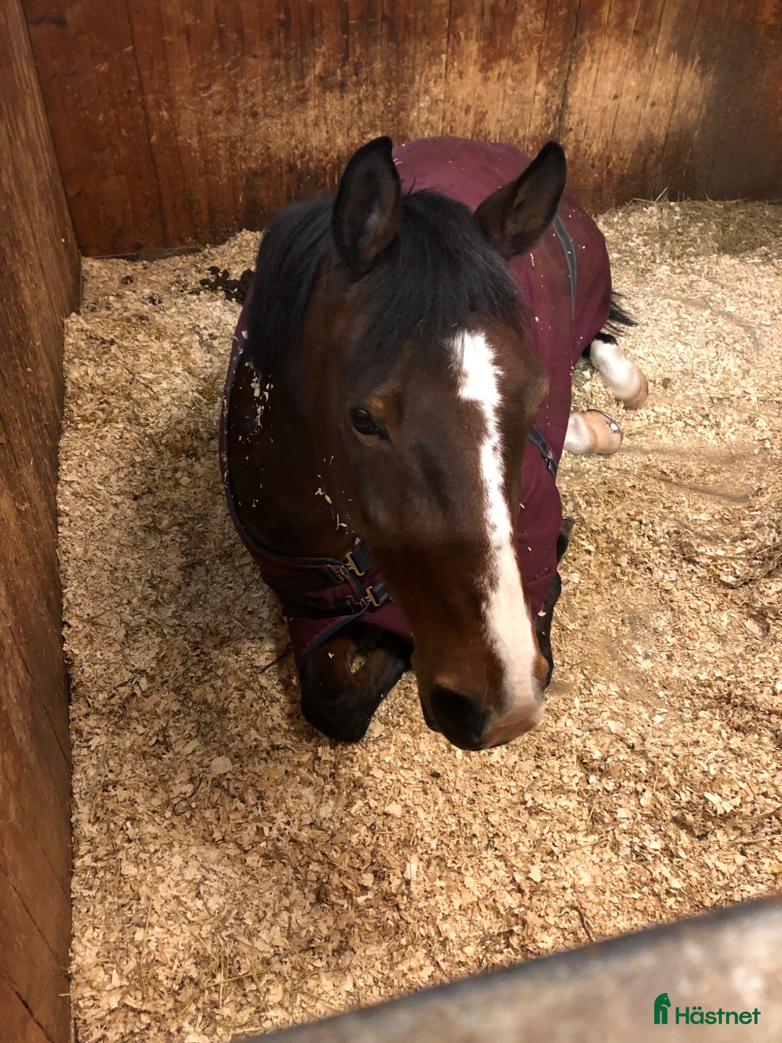  hästar Fantastisk kompis - Annons 2