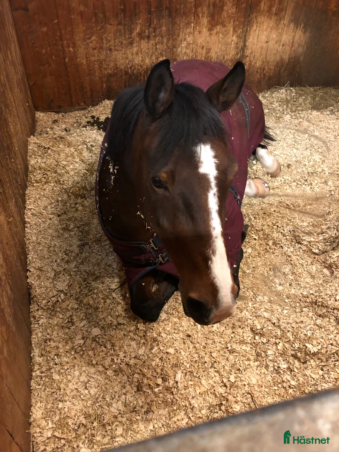 Allround hästar till salu: Fantastisk kompis - Annons 2