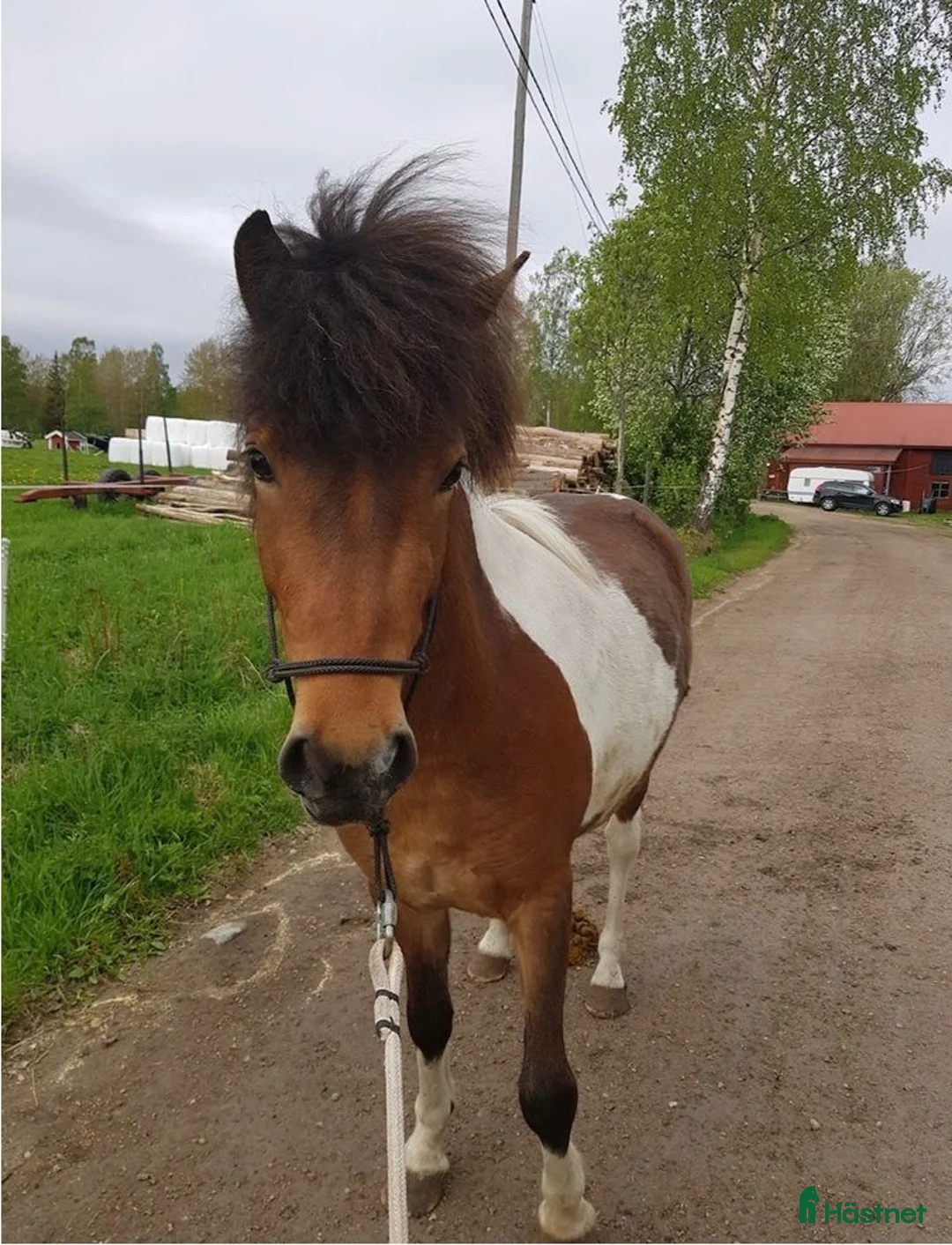 Island hästar till salu: Tinna från Frötuna i Norberg - Annons 3