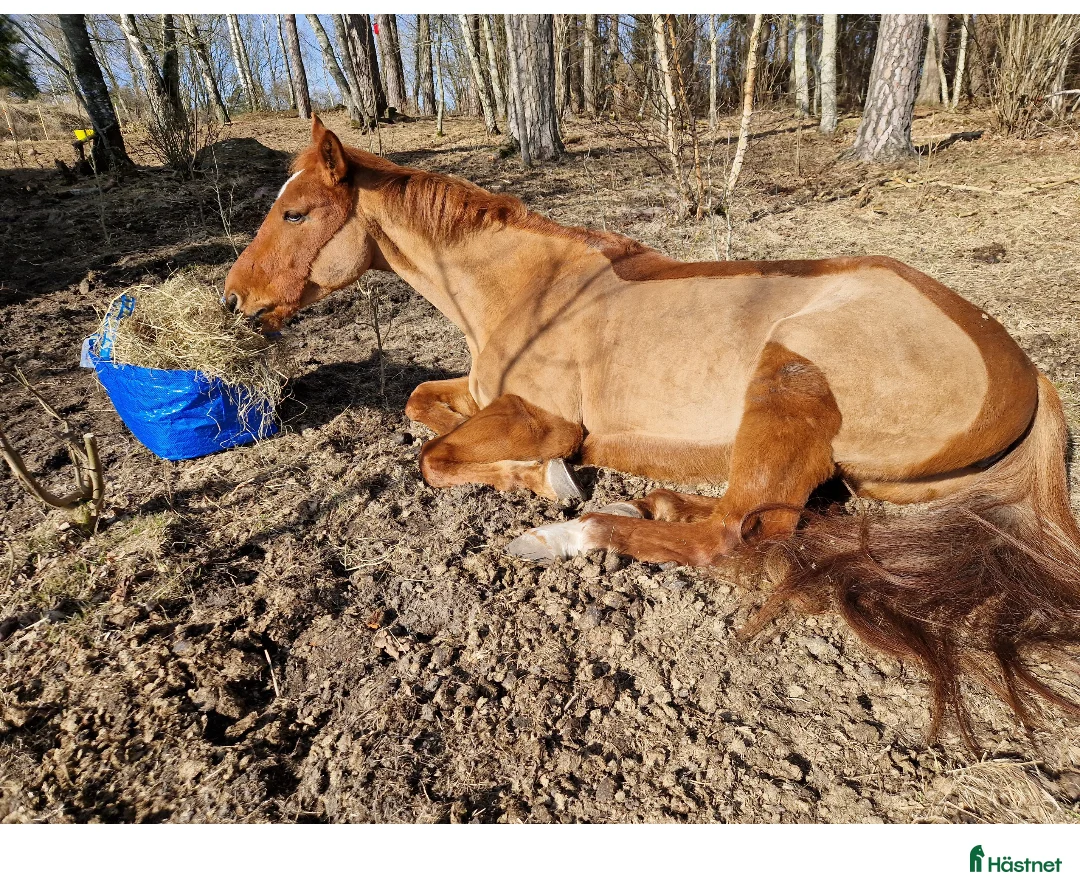 Allround hästar till salu: Igångsättning, avel, ee. Cardento - Annons 6