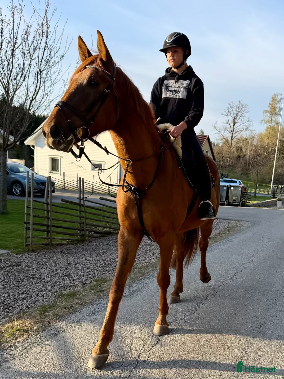  hästjobb Söker sommarjobb i stall - Annons 6