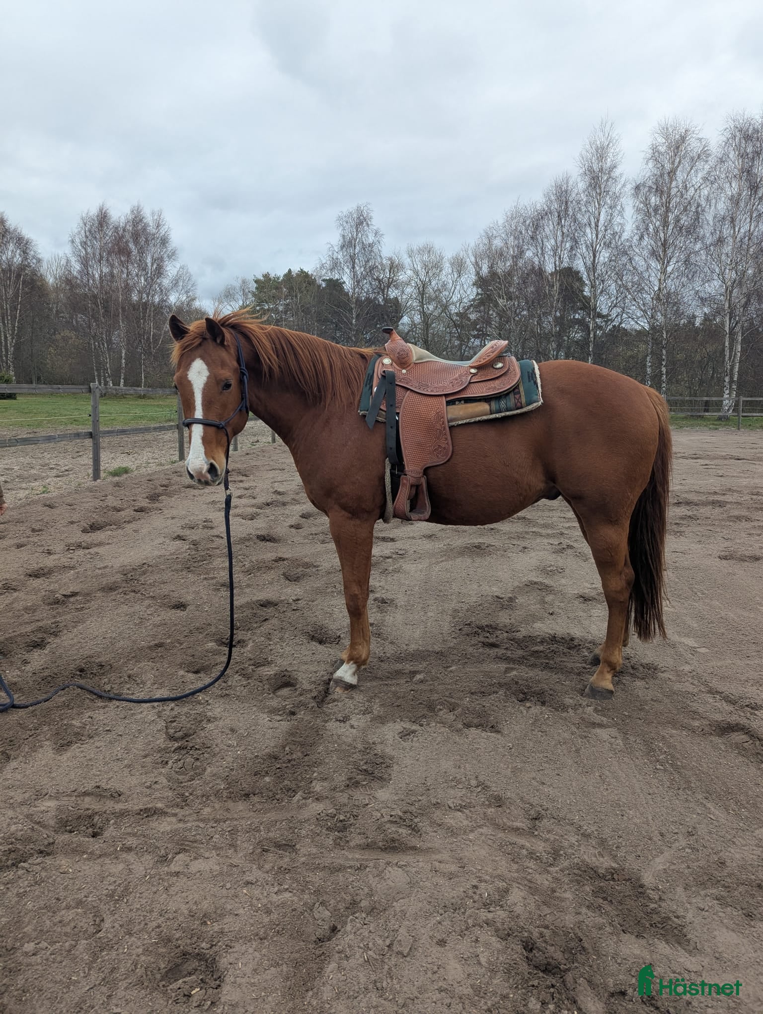 Allround hästar till salu: Sixten - en 7-årig AQHA-valack med stor potential  i Gotlands Tofta - Annons 1