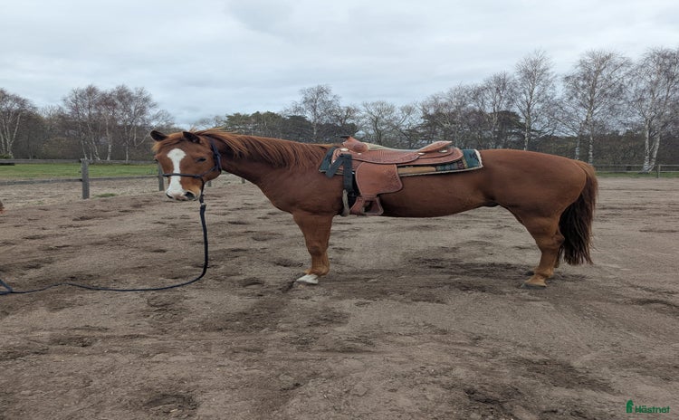  hästar Sixten - en 7-årig AQHA-valack med stor potential  i Gotlands Tofta - Annons 3