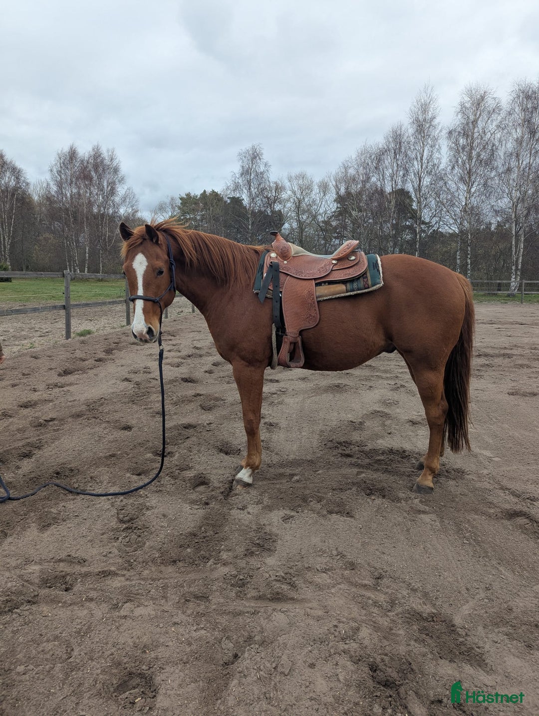 Allround hästar till salu: Sixten - en 7-årig AQHA-valack med stor potential  i Gotlands Tofta - Annons 1