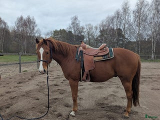 Allround hästar till salu: Sixten - en 7-årig AQHA-valack med stor potential i Gotlands Tofta - Annons 1