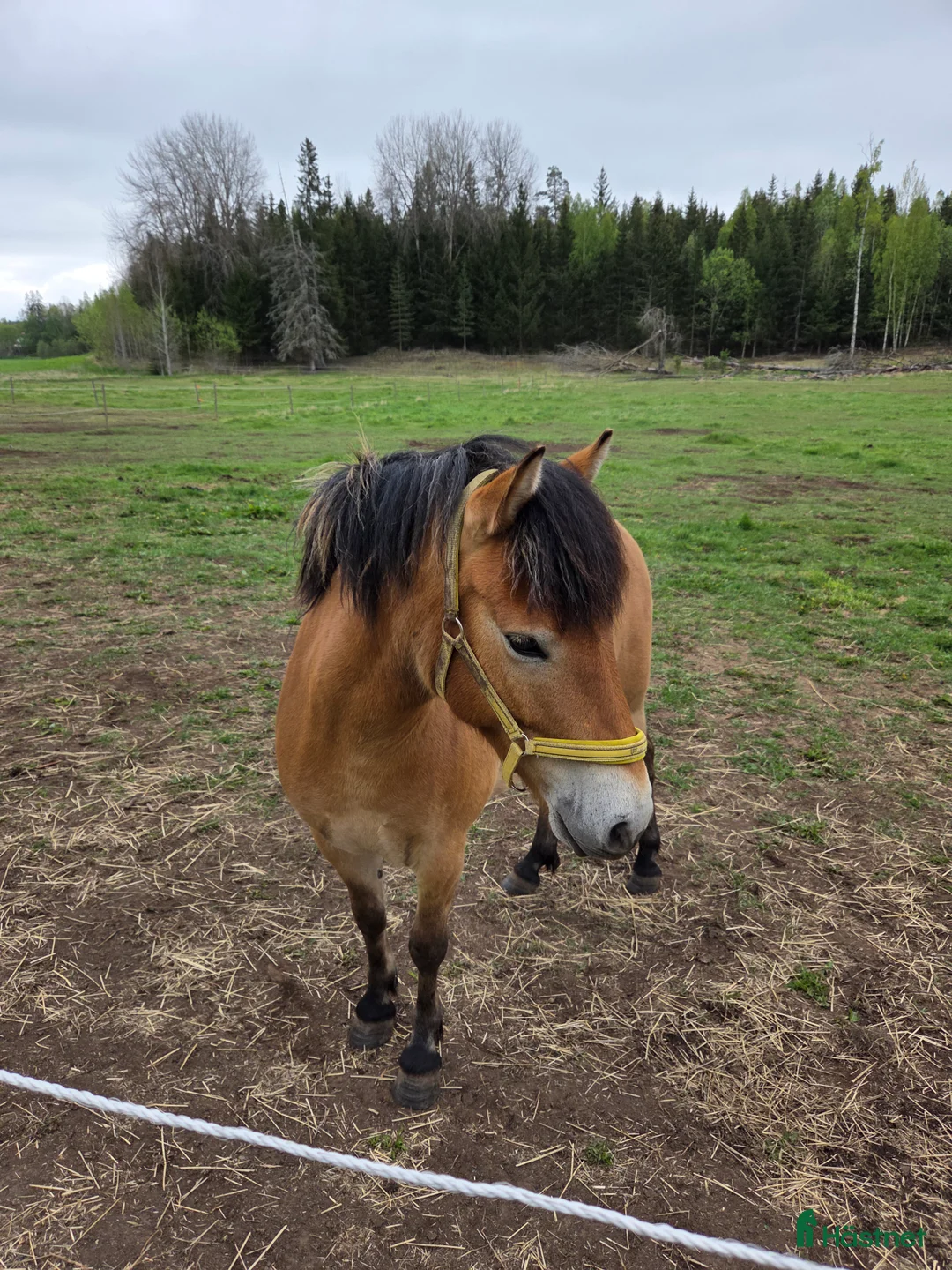 Allround hästar till salu: Russto f 2020 projekt/sällskap/avel i Gusum - Annons 4