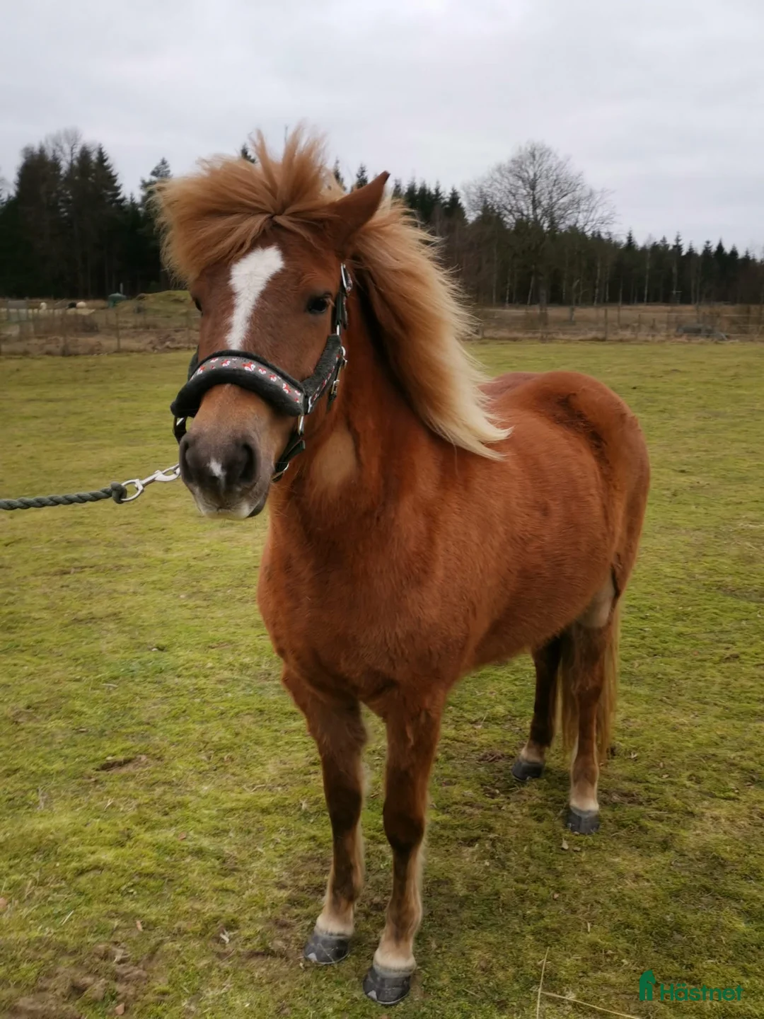 Island hästar till salu: Gullan - barnbarn till en 🌟!! - Annons 2
