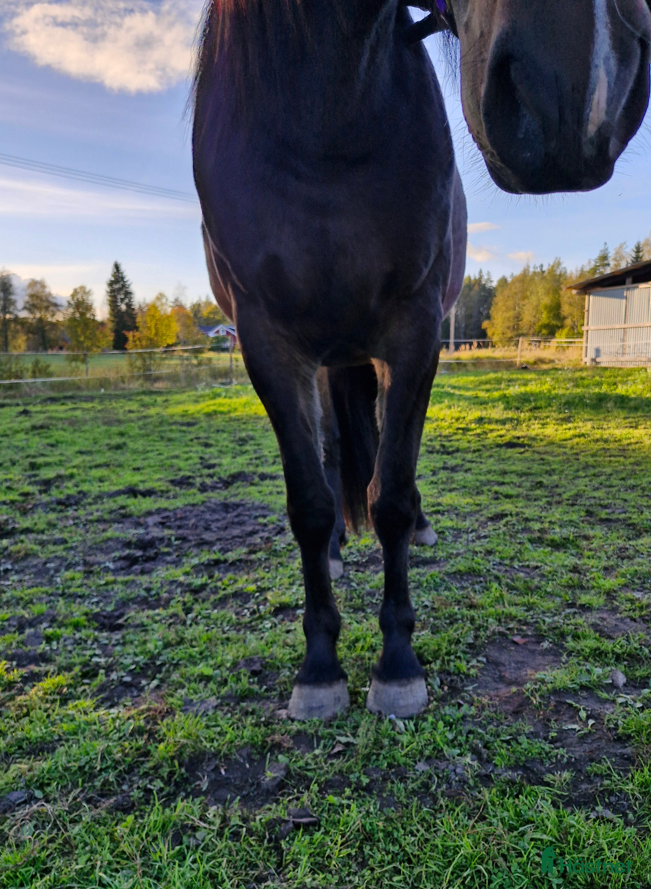  hästar Kallblod 4 år - Annons 6