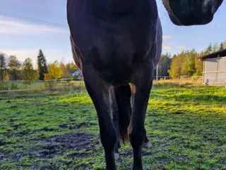 hästar Kallblod 4 år - Annons 6