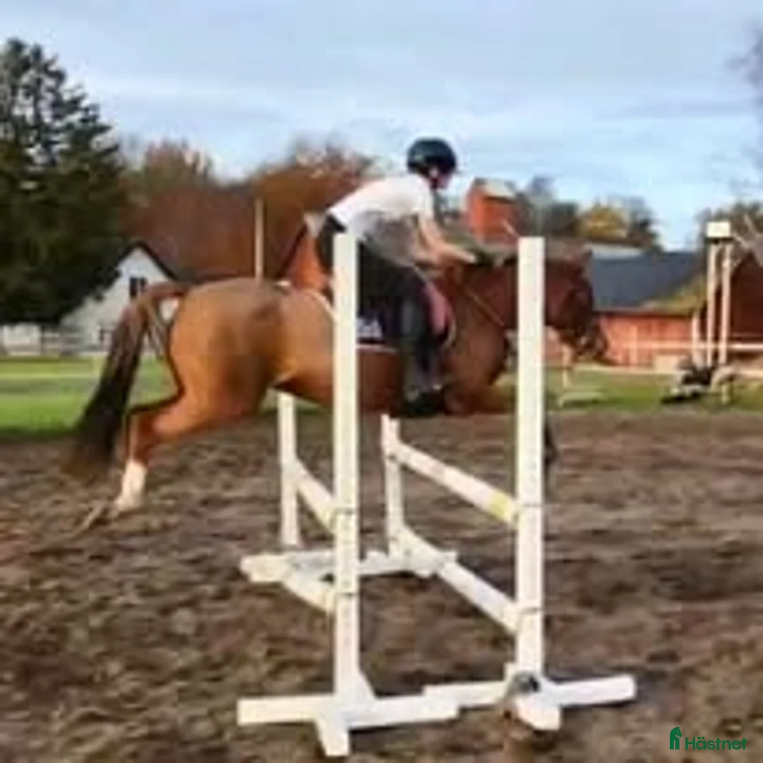 Allround hästar till salu: Maxad C -ponny med mycket kapacitet. Ev bytes. i Laholm - Annons 3