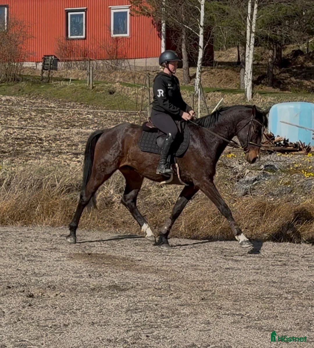 Hoppning hästar till salu: Inriden 3-åring - Annons 2