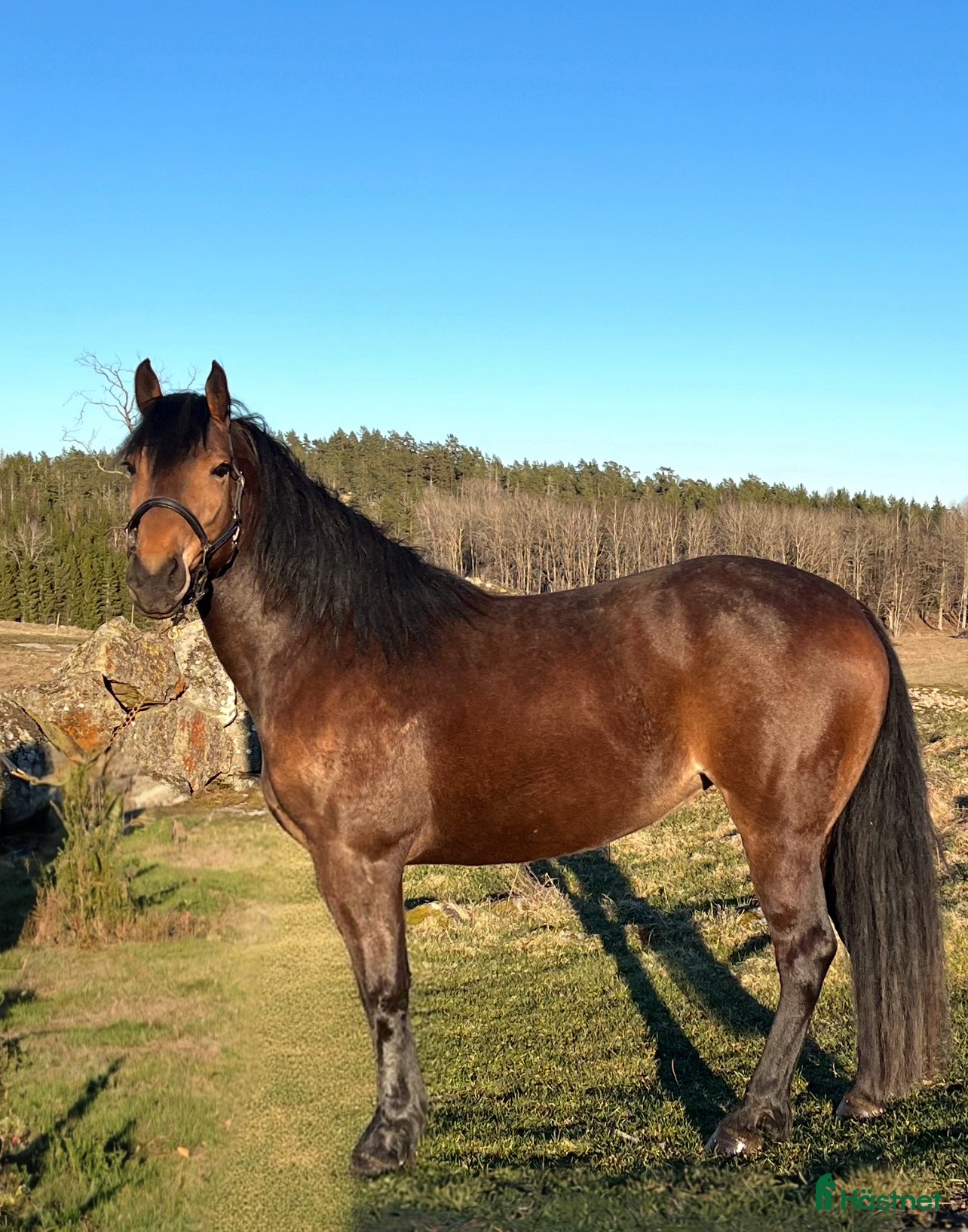 Allround hästar till salu: PRINCESS ROYAL LEGACY -fantastiskt sto m potential i Gnesta - Annons 1