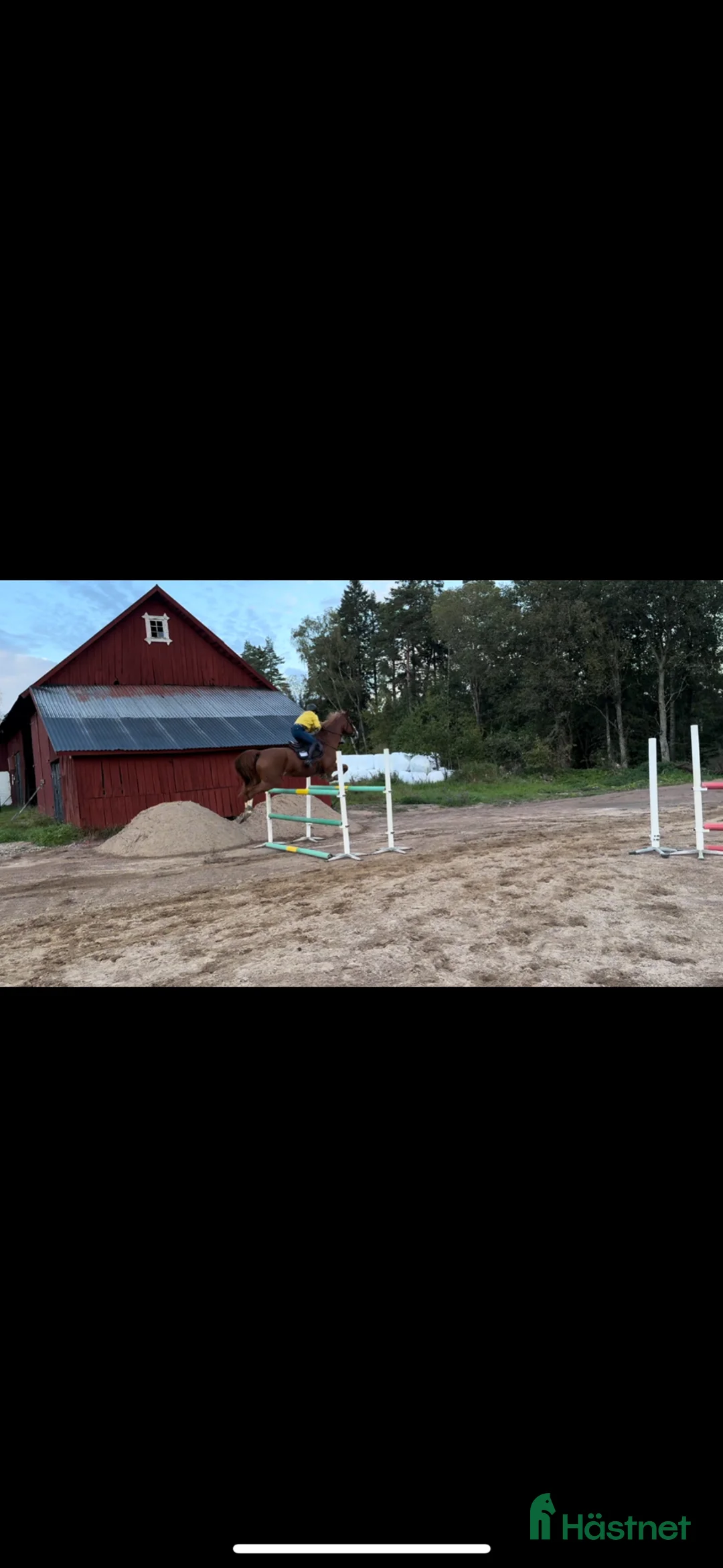 foderhäst sökes: Hobbyryttare söker bästa vän för allsidig träning - Annons 2