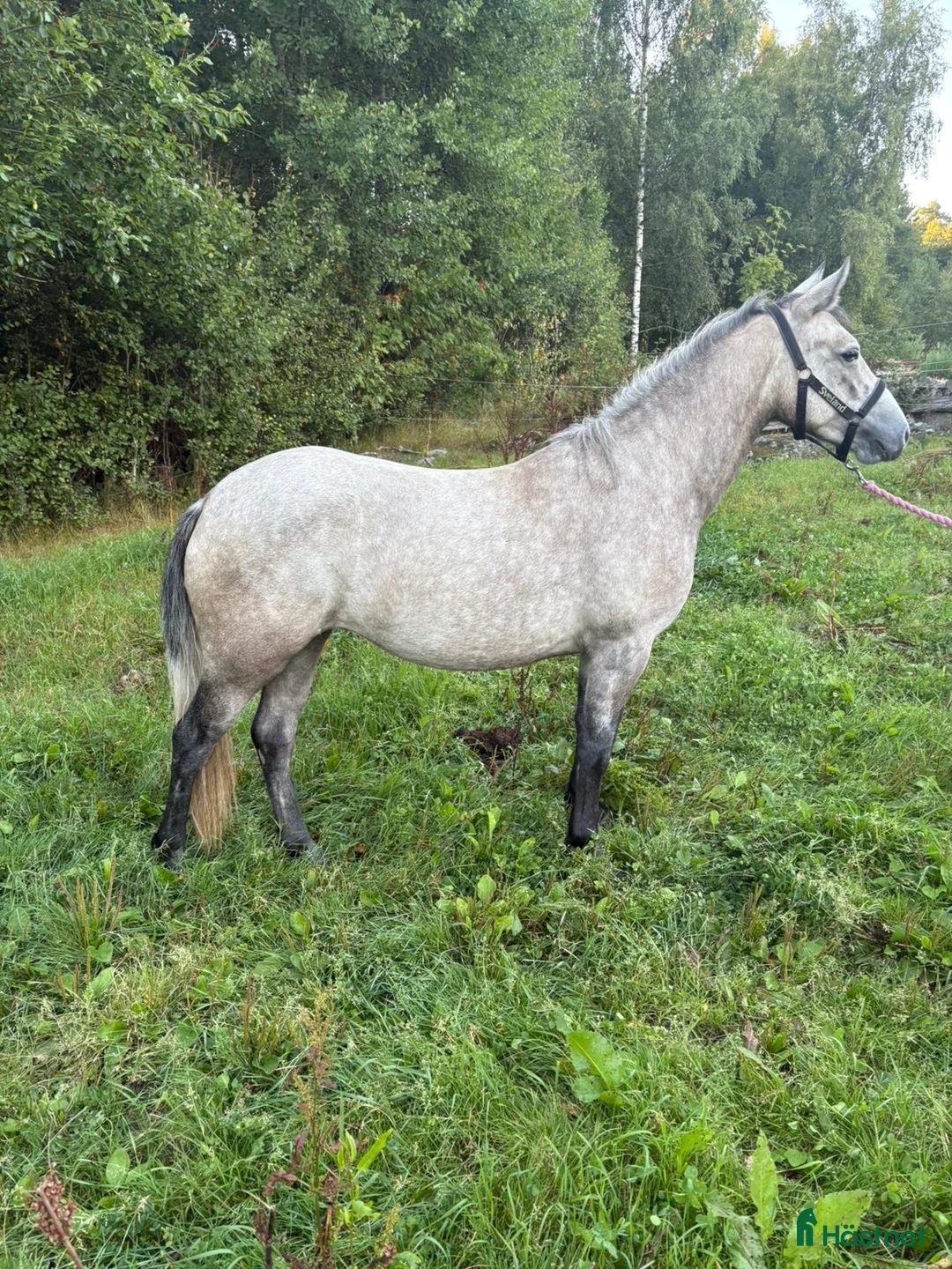 Hoppning hästar till salu: Lovande ponny för framtiden med toppstam! ⭐️ - Annons 1