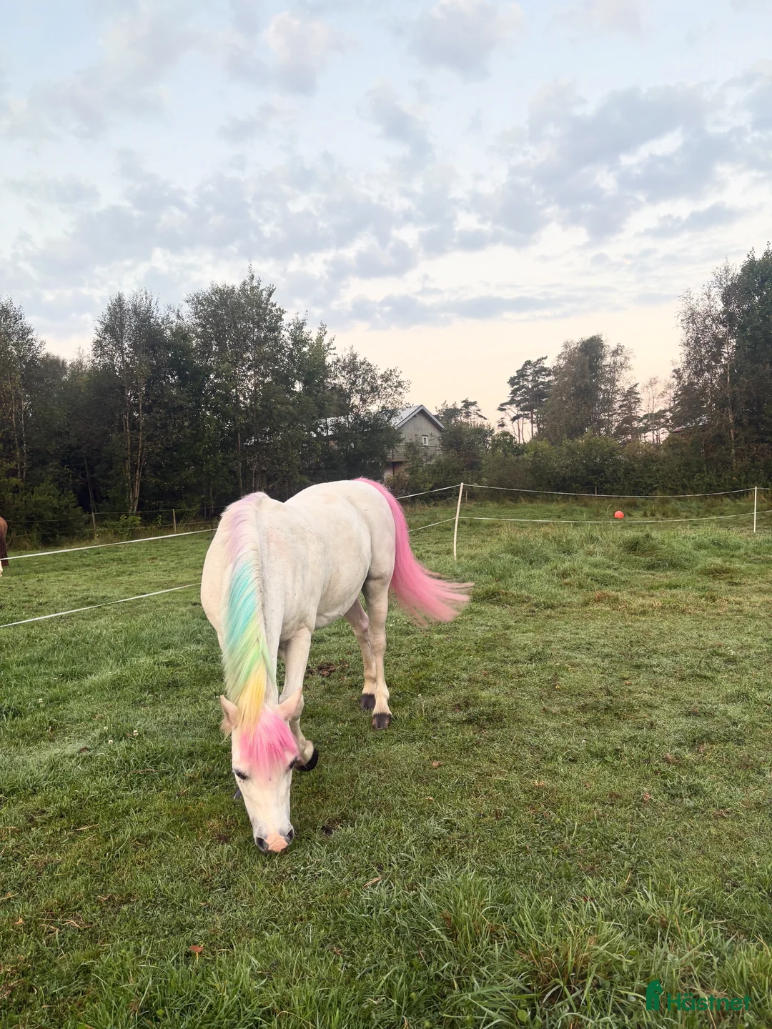 Allround hästar till salu: Finaste B-ponnyn🦄 i Lysekil - Annons 6