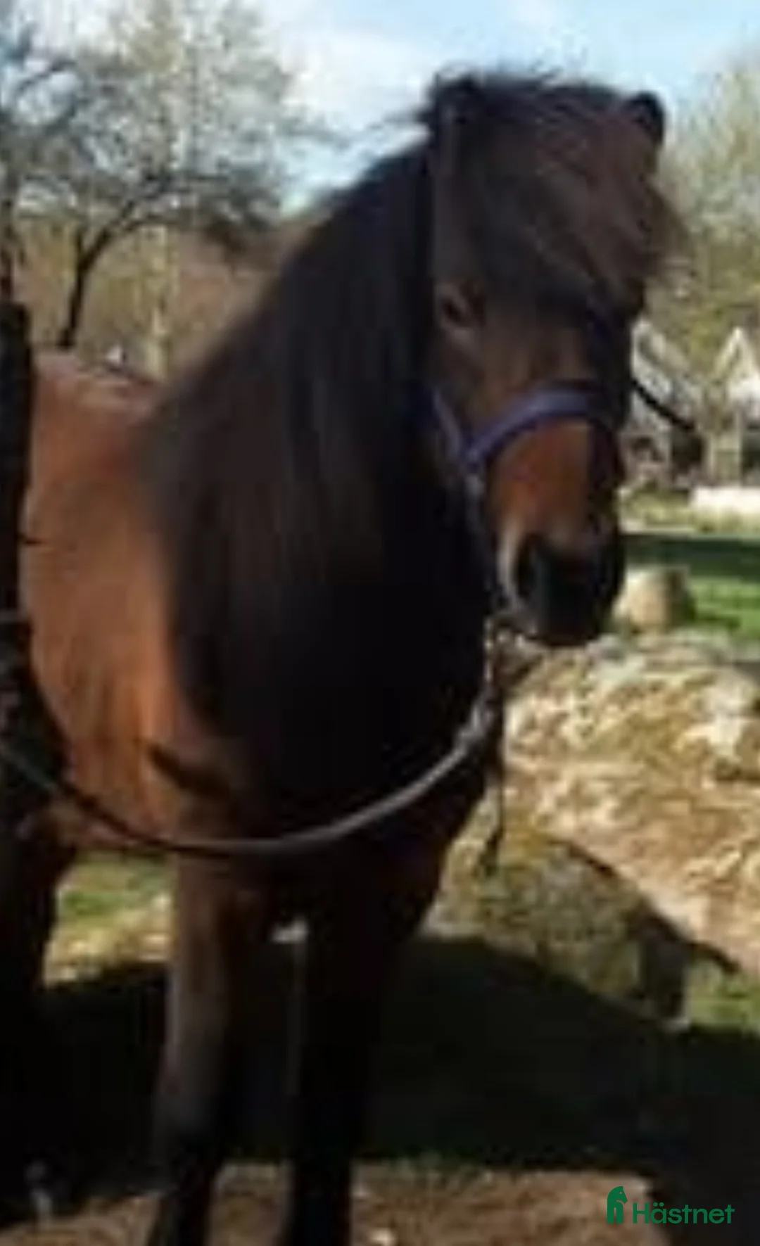 Island hästar till salu: Island valacker söker nytt hem i Svängsta - Annons 3