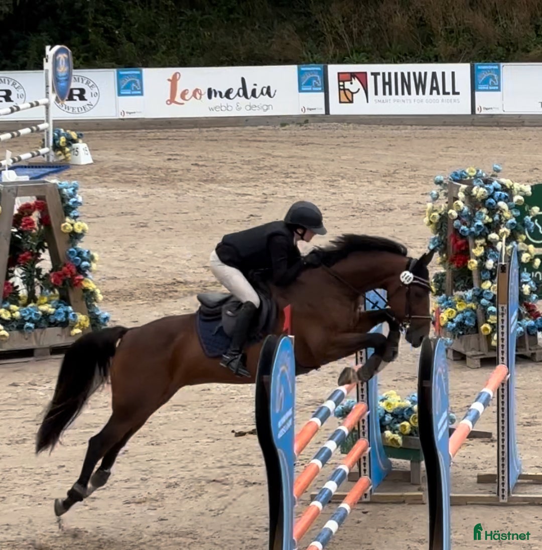 Allround hästar till salu: Läromästare hoppning och dressyr i Mölnbo - Annons 5