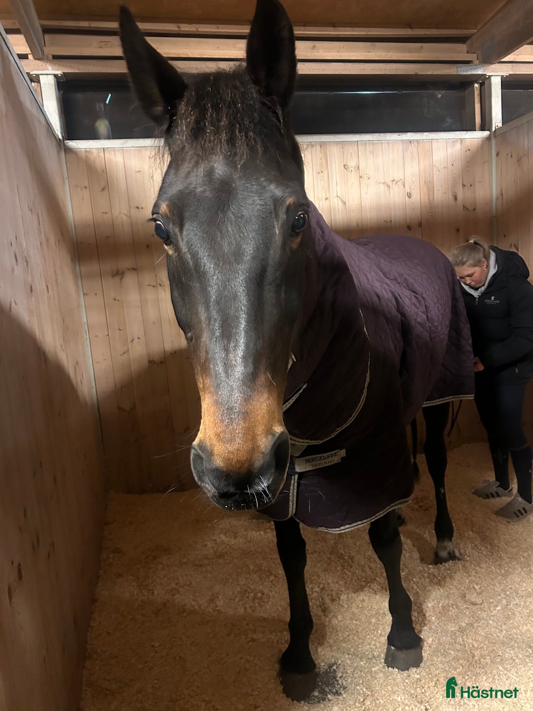 Hoppning hästar till salu: Fin tävlingshäst  i Gamleby - Annons 3