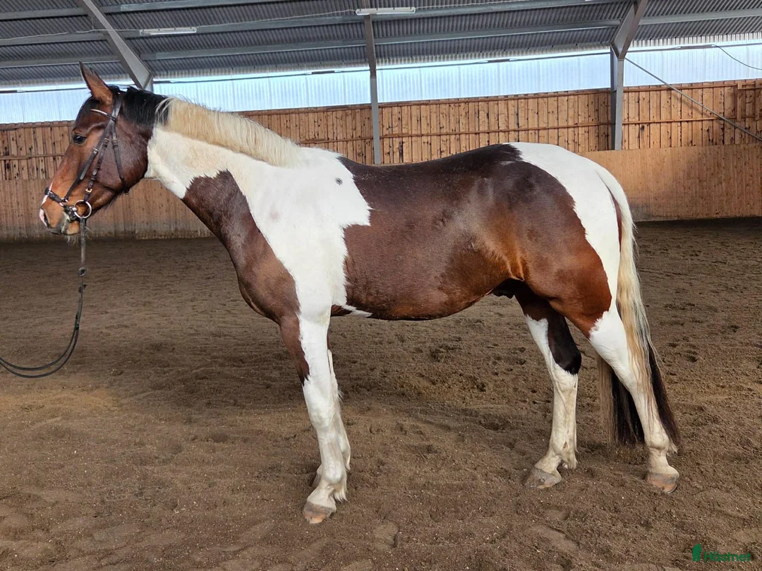 Hoppning hästar till salu: Flott 4-årig valack - Annons 2
