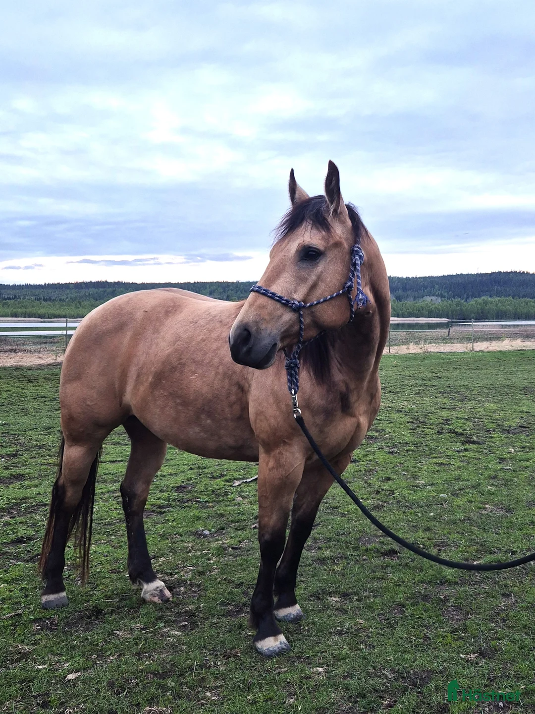 Western hästar till salu: Quartersto, inriden och inkörd - Annons 2