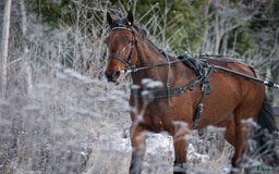 Allround hästar till salu: Snällt varmblod söker nytt hem i Hudiksvall - Bild 3