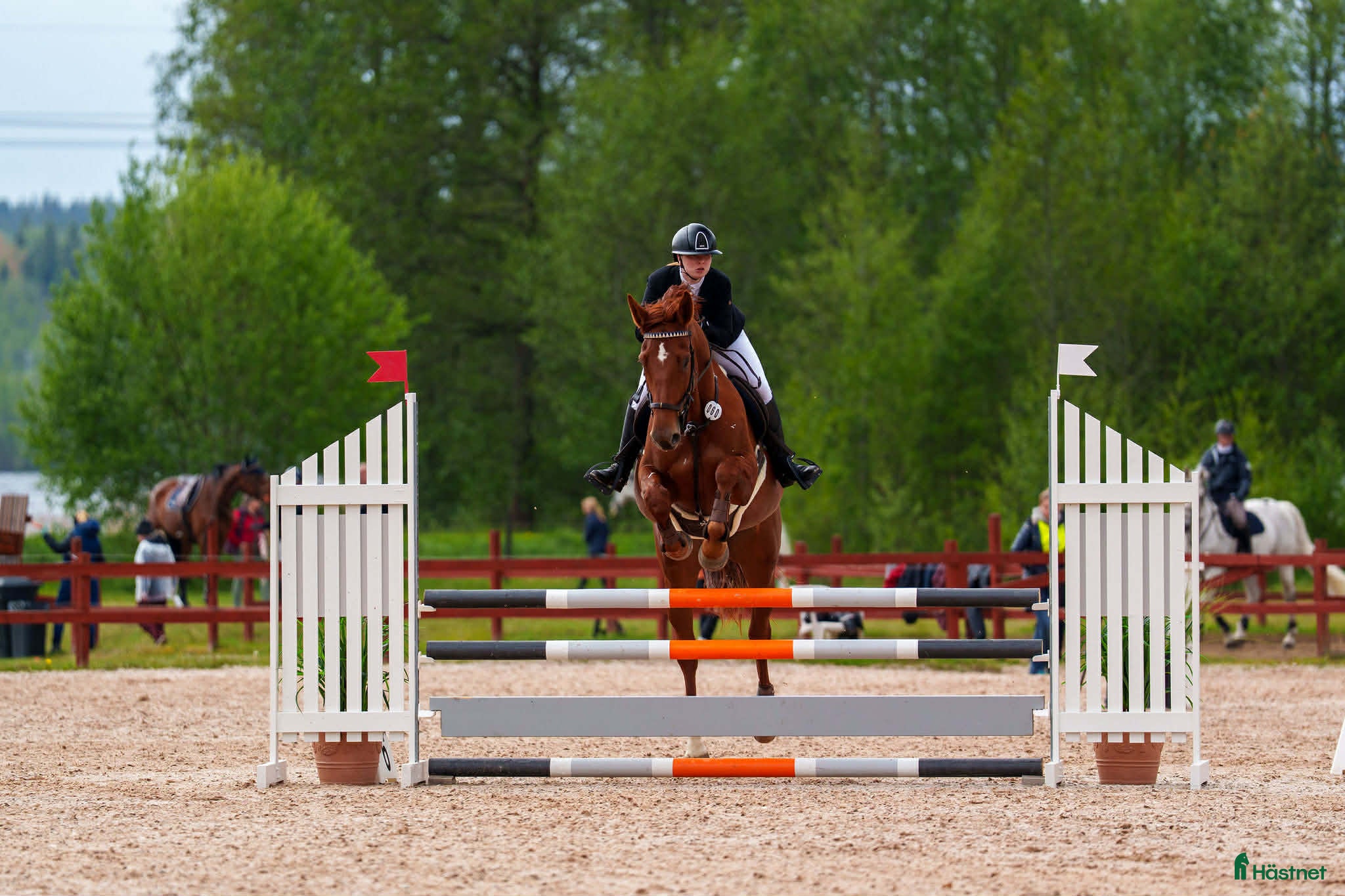  hästar Sto till satsande ryttare i Habo - Annons 2