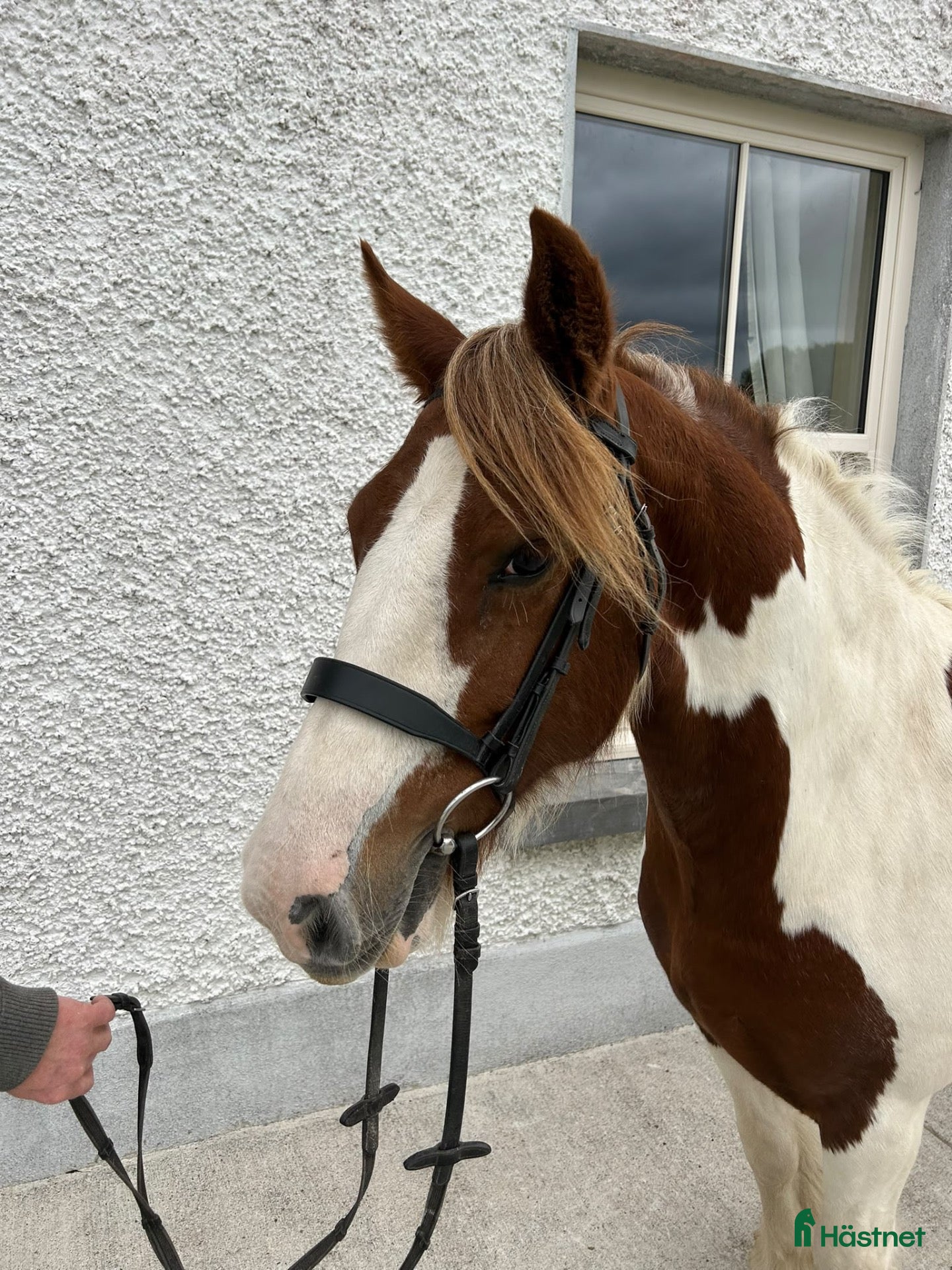  hästar Riding school/ Alrounder / Ride & Drive  - Annons 2