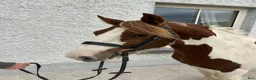 Allround hästar till salu: Riding school/ Alrounder / Ride & Drive  - Annons 2