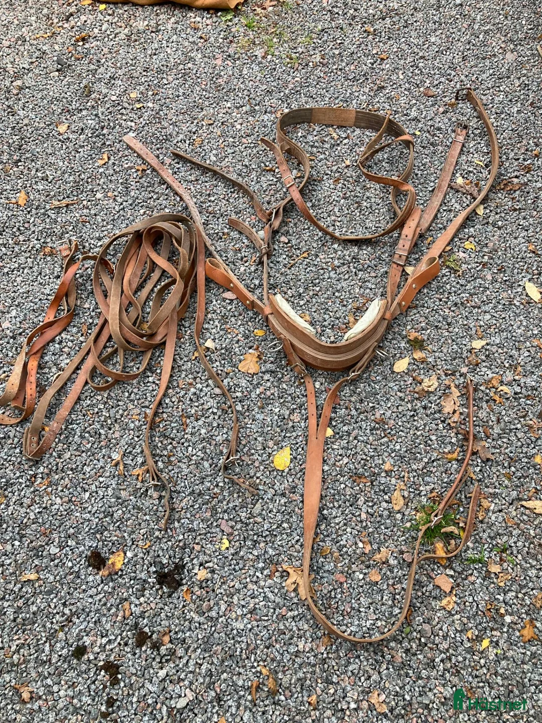 Körvagnar körning till salu: Rockard med Sele i Uppsala - Annons 2