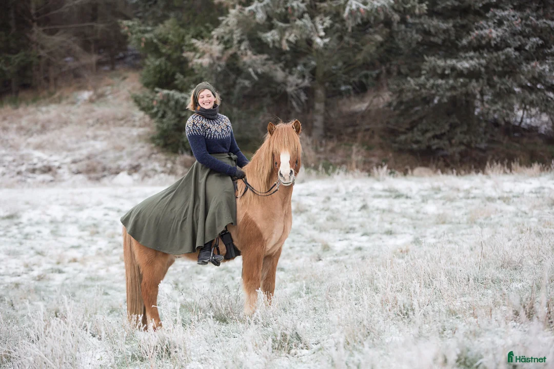 Island hästar till salu: Fyrgångsvalack som kan ”allt” i Kävlinge - Annons 3