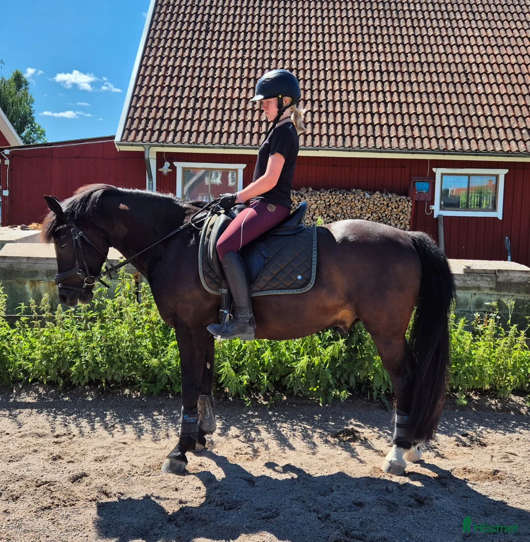 Dressyr hästar till salu: Fin dressyrponny - Annons 2