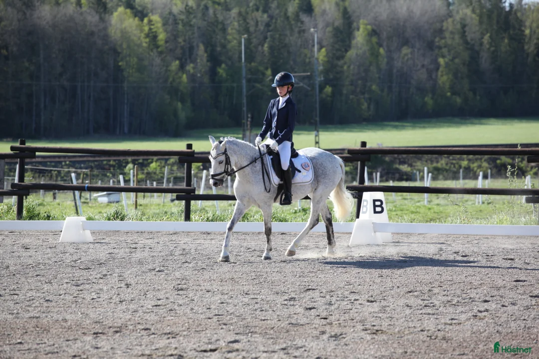 Allround hästar till salu:  Charmig B-ponny söker ny bästis! - Annons 2