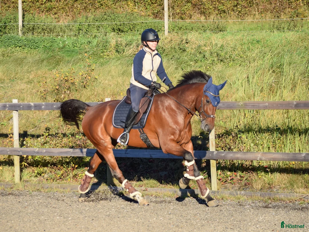 Övrigt hästar till salu: *Tingad* Trevlig allroundhäst - Annons 1