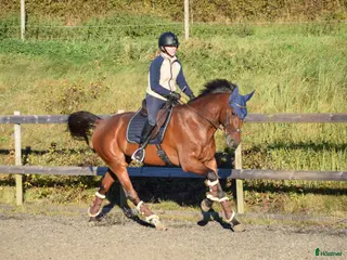 hästar *Tingad* Trevlig allroundhäst - Annons 13