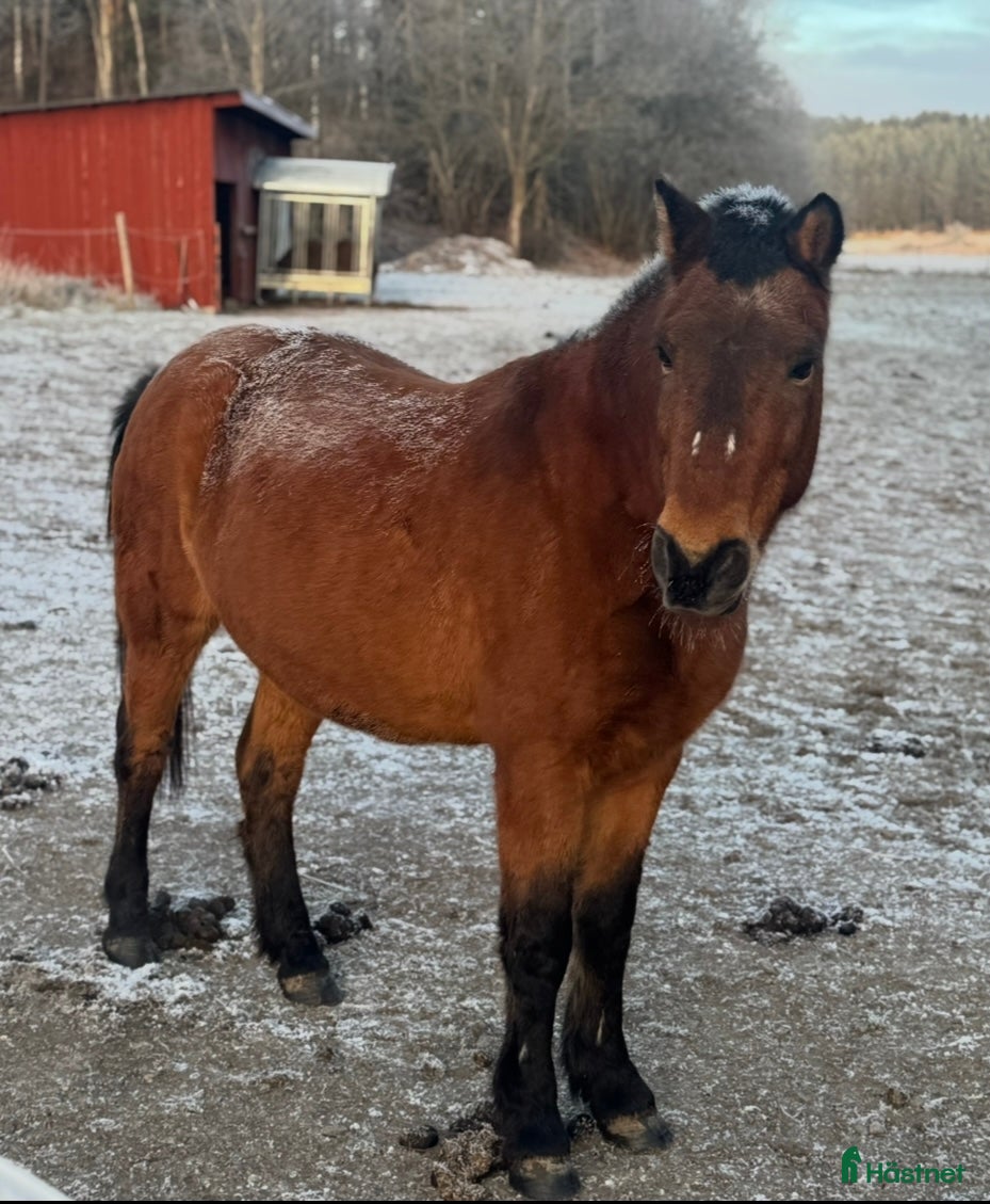 hästar  Fantastisk läromästare  - Annons 14
