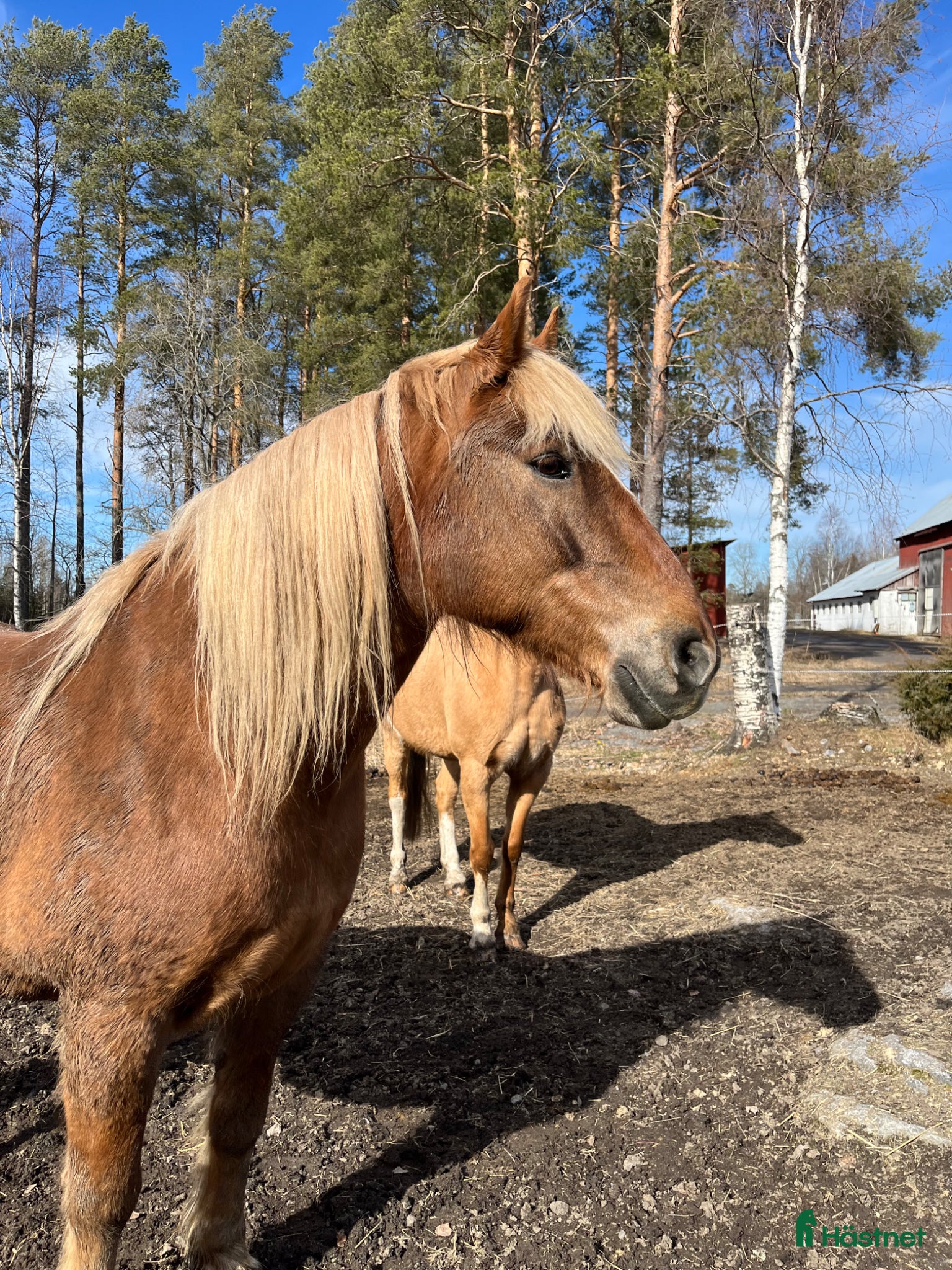  foderhäst Foderhäst sökes!  - Annons 2