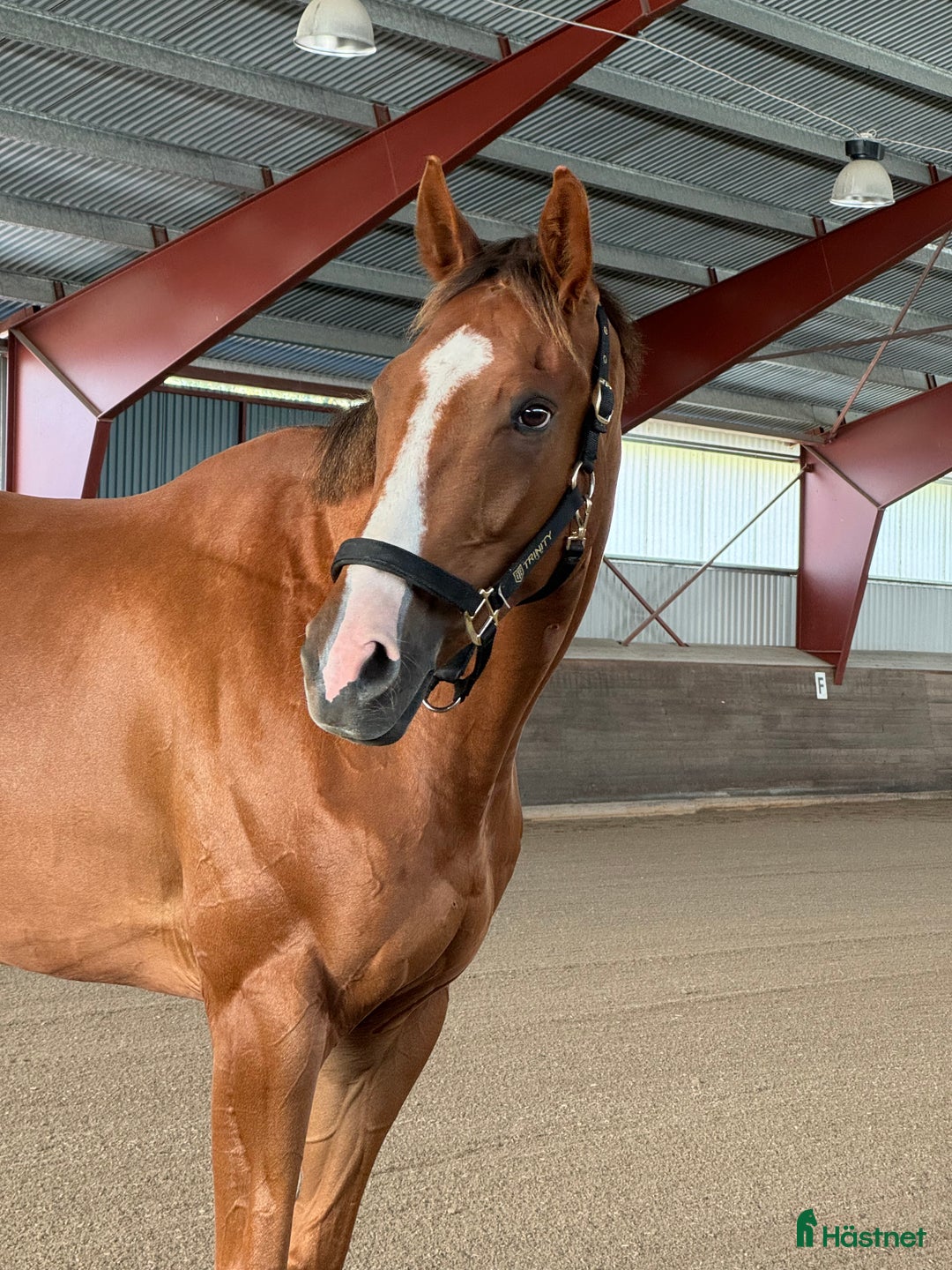 Allround hästar till salu: Hobby häst med personlighet i Örebro - Annons 2