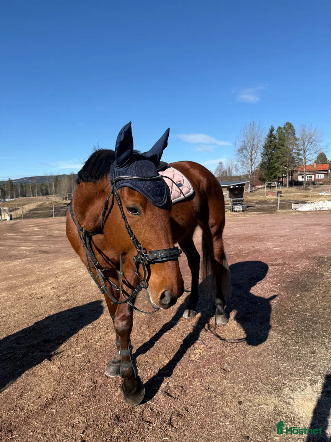 Allround hästar sökes: Sällskapshäst sökes - Annons 1