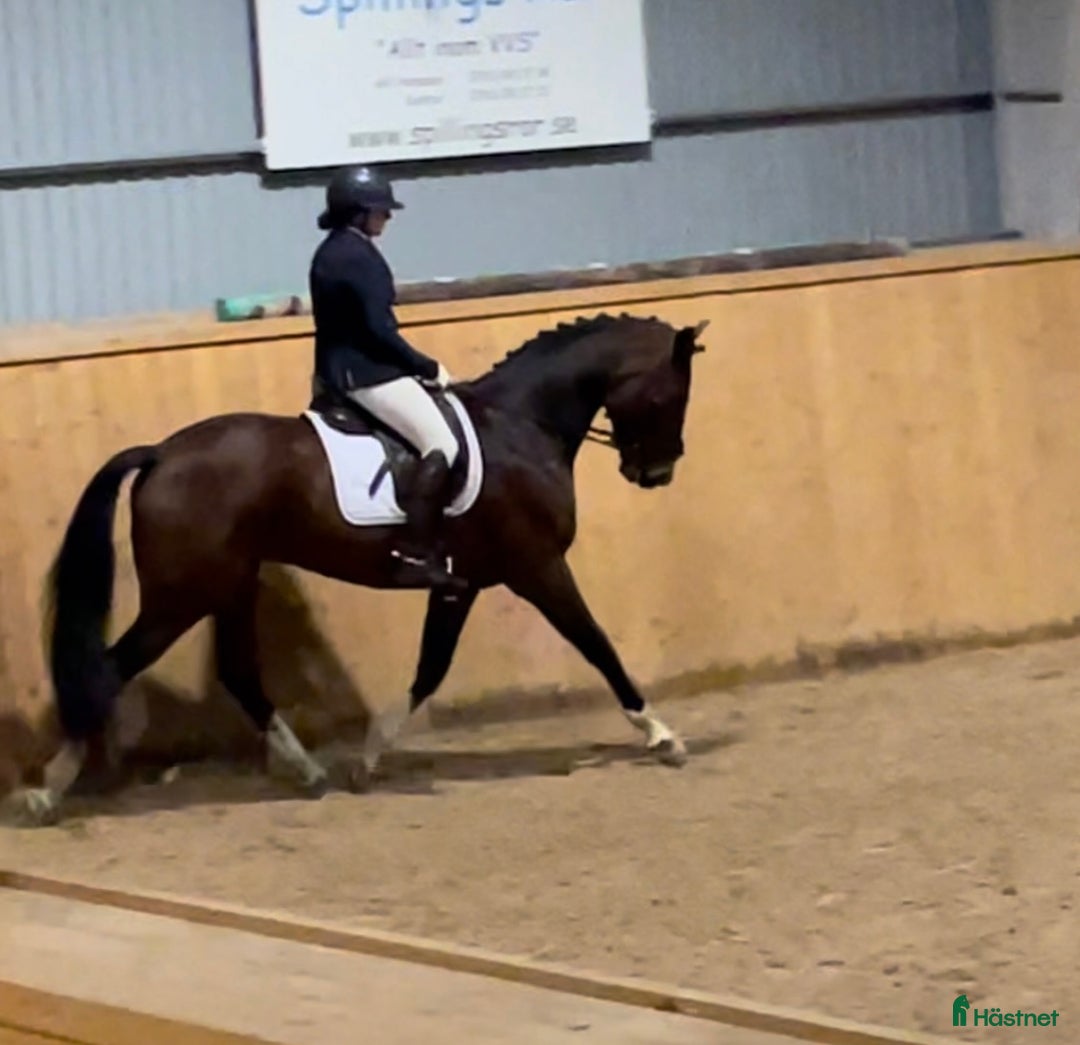 Dressyr hästar till salu: Fantastisk dressyrvalack  i Lärbro - Annons 4