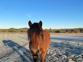 hästar Trevlig ardenner valack född 2019 på ca 155cm! i Spekeröd - Annons 2