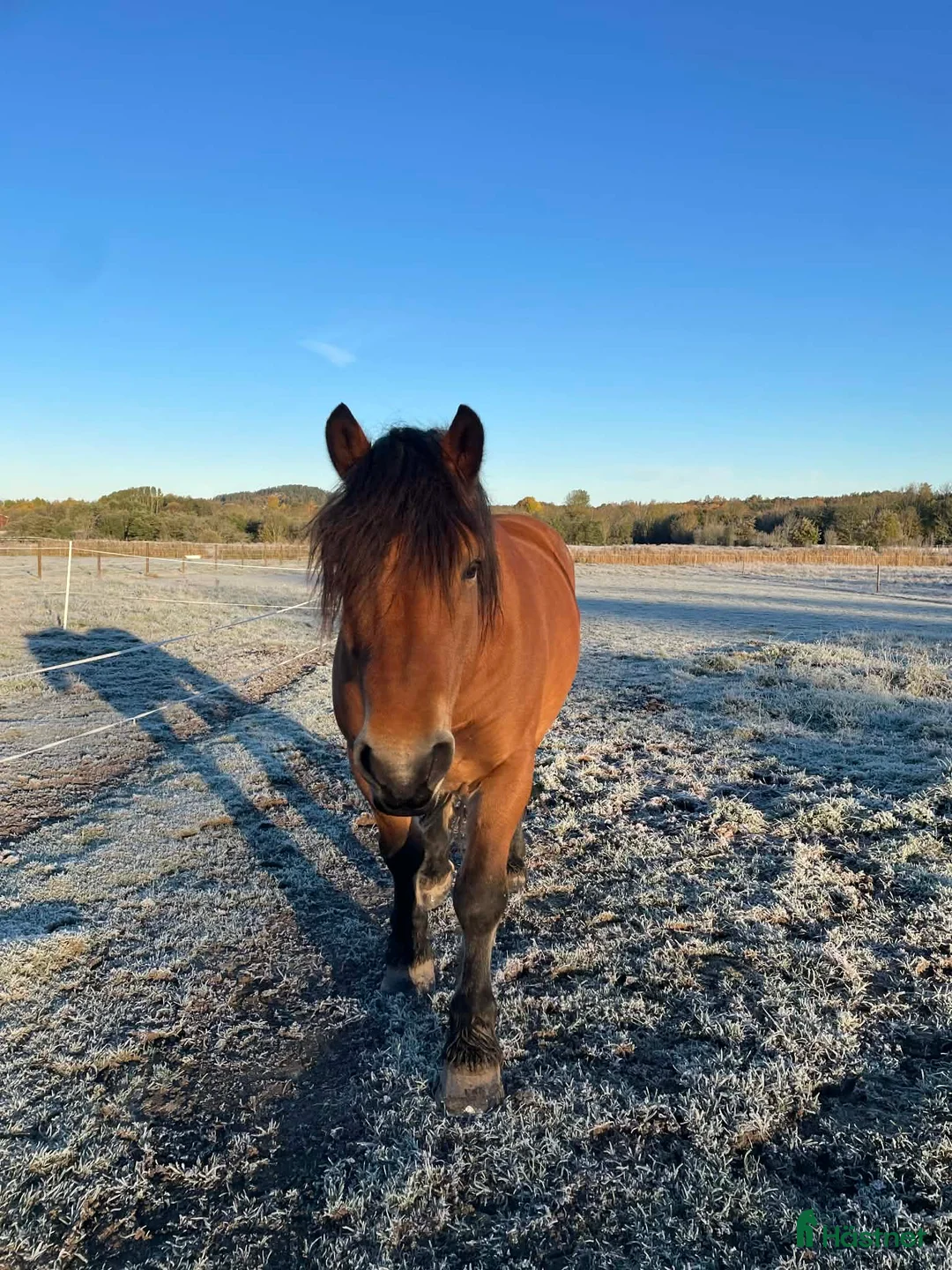Allround hästar till salu: Trevlig ardenner valack född 2019 på ca 155cm! i Spekeröd - Annons 1