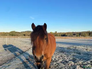 hästar Trevlig ardenner valack född 2019 på ca 155cm! i Spekeröd - Annons 3