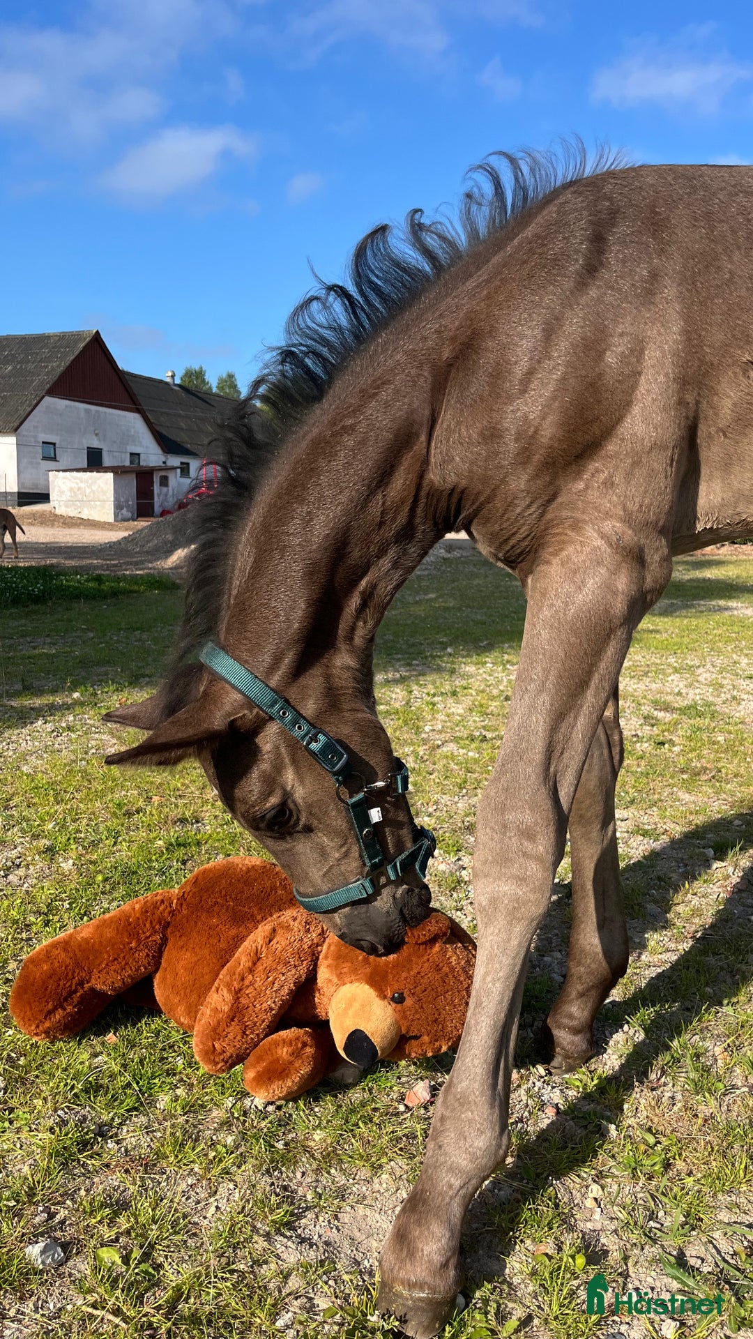 Avelshästar hästar till salu: Top avlshoppe sælges, hophest - Annons 40